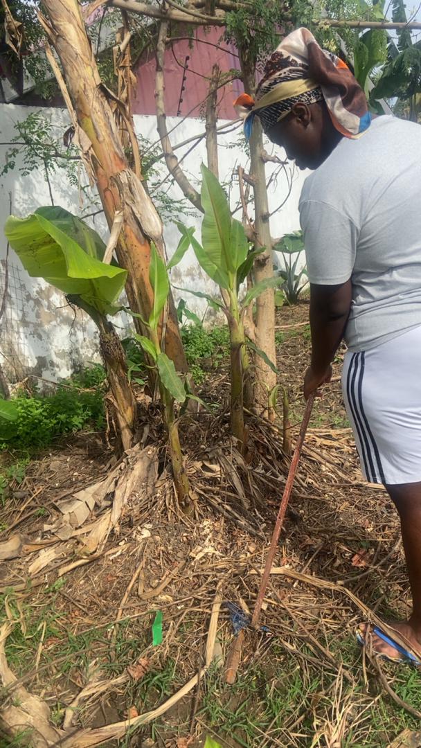 Abigail working among banana plants on the family farm